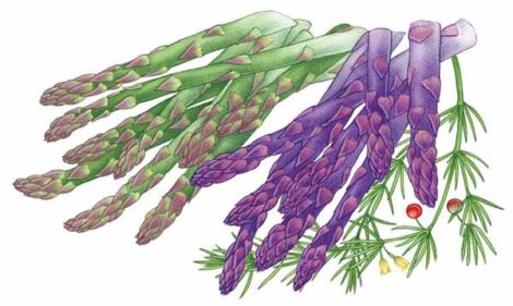 All About Growing Asparagus Image